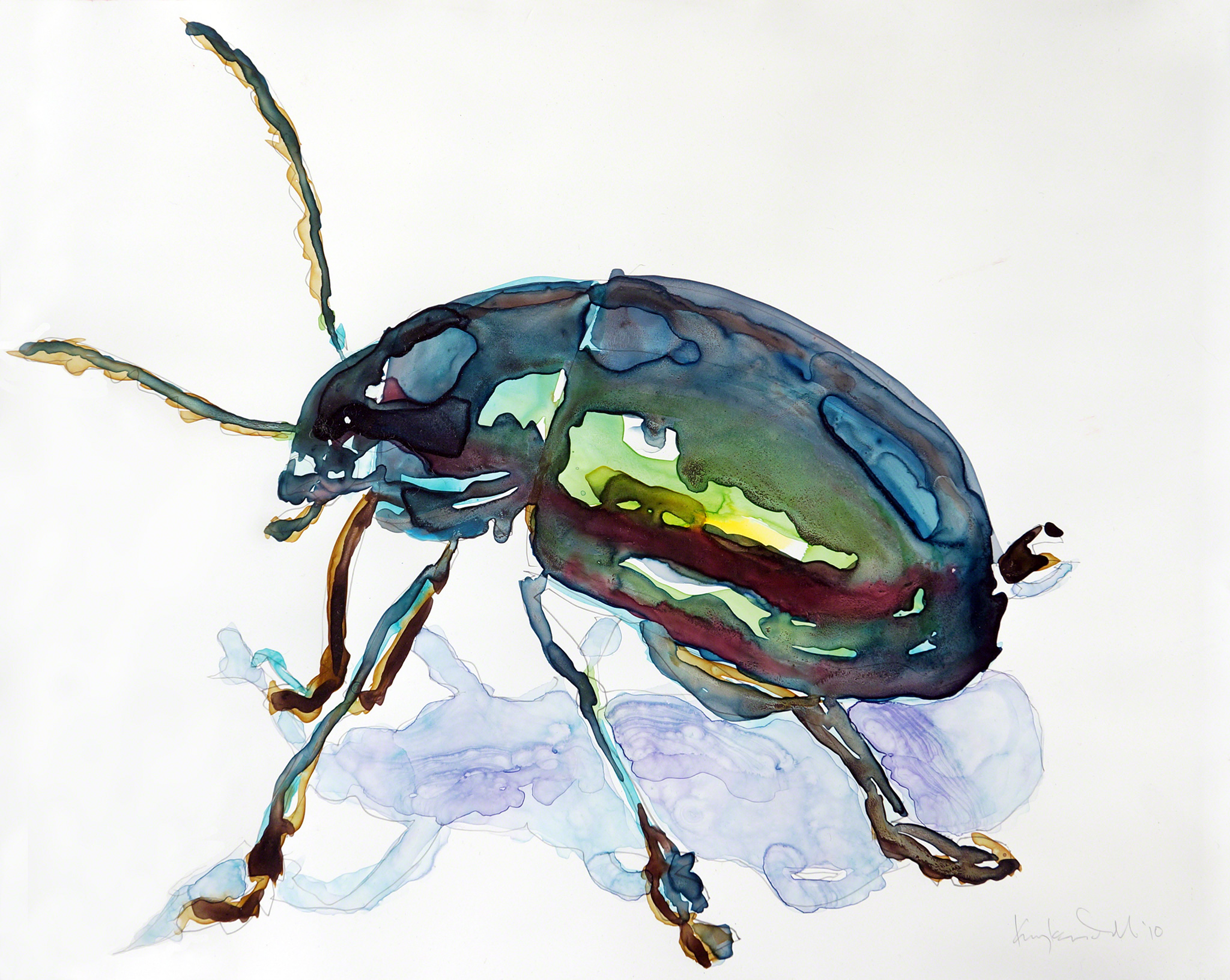 Shiny Beetle